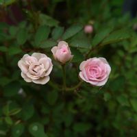 バラ,ミニバラ,姫バラ,ワンダーファイブ,小さな花の画像
