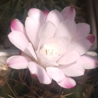 サボテン,兜丸,ギムノカリキウム,ムカデラン,麗蛇丸の画像