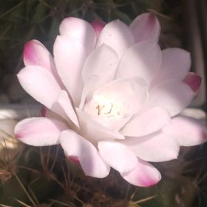 サボテン,兜丸,ギムノカリキウム,ムカデラン,麗蛇丸の画像