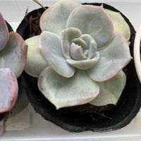 エケベリア,多肉植物,かわいい♡の画像