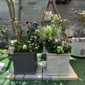 寄せ植え,ガーデニング,リメイク,夏の花,今日の一枚の画像