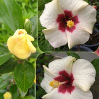 ハイビスカス,ハイビスカス　アドニス　ホワイト,花のある暮らし,SDGs,心に笑顔の花をの画像