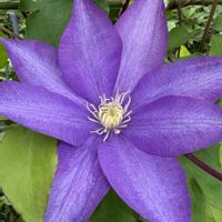 クレマチス,今日のお花,キュンキュン乙女倶楽部,キュンキュン乙女倶楽部No.279,オジさん顔ビオラ・パンジーの画像