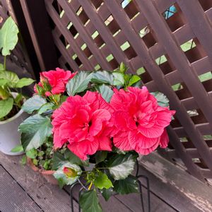 ハイビスカス 八重咲き,ウッドデッキ,花のある暮らし,復興を祈る,庭の画像