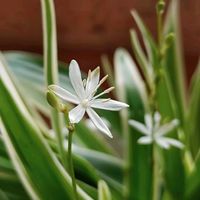 オリヅルラン,出窓,白組♪の画像
