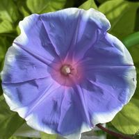 花壇,プランター,庭の片隅❣️。,庭の画像