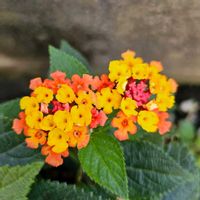 鉢植え,明るい日陰,プランター,ガーデニング初心者,園芸初心者の画像