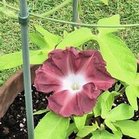 アサガオ,朝顔団十郎,団十郎,朝顔 団十郎,行灯仕立ての画像
