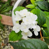 ラグランジア　シャンデリーニ,鉢植え,明るい日陰,プランター,ガーデニング初心者の画像