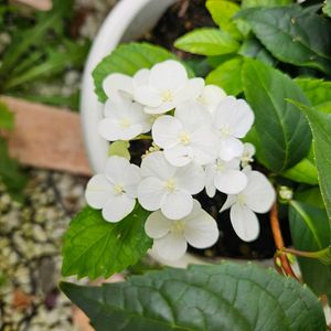 ラグランジア　シャンデリーニ,鉢植え,明るい日陰,プランター,ガーデニング初心者の画像