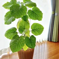 ウンベラータ,縁側,レースのカーテン越し,寒さが苦手の画像