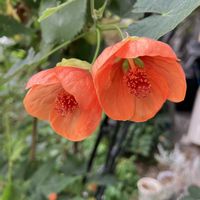 アブチロン,オレンジ色の花,庭の画像