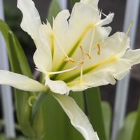 クレオメ,バラ ダブルデライト,オウゴンオニユリ,ヒメノカリス サルファークイーン,ヒメノカリス サルファークイーンの画像