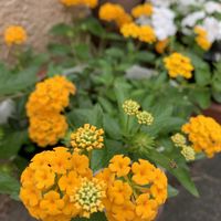 ランタナ,鉢植え,和む,花のある暮らし,黄色の花の画像