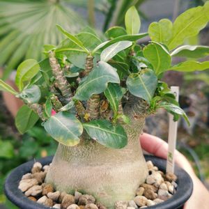 アデニウム,アデニウム　モンスター,多肉植物,観葉植物,ガーデニングの画像