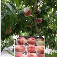 モモ,今日買って来たもの,季節の果実,桃の画像