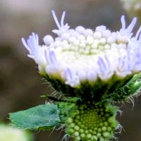 アゲラタム,アゲラタム,小さな花壇,花のある暮らし,植物好きの画像