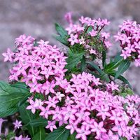 アンゲロニア,ペンタス,ペンタス,イトバハルシャギク,花壇の画像