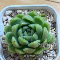 エケベリア,エアプランツ,ハオルチア 花胡蝶,冨貴蘭 花衣の画像
