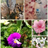 ハイビスカス,ブルースター,プレゼント,ビオラ・パンジー,小さな幸せ♡の画像