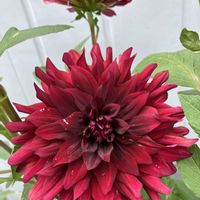ダリア,ダリア 黒蝶,ダリア大輪,手作りの庭,多年草の画像