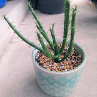 ユーフォルビアオンコクラータ,観察,植え替え,新芽,試行錯誤の画像