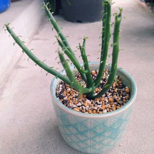 ユーフォルビアオンコクラータ,観察,植え替え,新芽,試行錯誤の画像