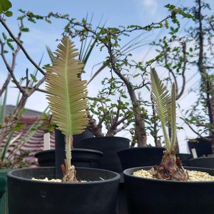 ディオーン・エデュレ,ディオーン・エデュレ,ディオーン・エデュレ,多肉植物,塊根植物の画像