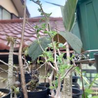 コミフォラ モンストローサ,多肉植物,塊根植物,多肉生活,珍奇植物の画像