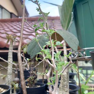 コミフォラ モンストローサ,多肉植物,塊根植物,多肉生活,珍奇植物の画像