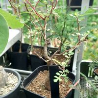 パキコルムス ディスカラー,多肉植物,塊根植物,多肉生活,珍奇植物の画像