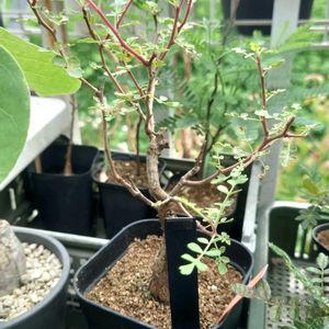 パキコルムス ディスカラー,多肉植物,塊根植物,多肉生活,珍奇植物の画像