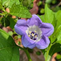クロホオズキ,開花,金曜日の蕾たち,スライドショー♪,φ( •ω•́  )ﾌﾑﾌﾑ...ﾍﾑﾍﾑ ﾚﾝﾚﾝの画像