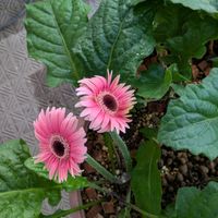 ガーベラ,ベランダの画像