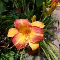 ヘメロカリス,ムクゲ,ワスレグサ（ヘメロカリス）,ヘメロカリス  デイリリー,鉢植えの画像