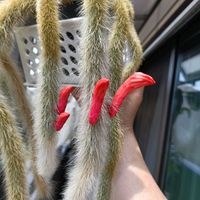 ヒルデウインテラカラデモノニス,サボテンの花,ヒルデウィンテラコラデモノニス,金曜日の蕾たちの画像