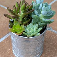 スプリングジェイド,スプリングジェイド,アドルフィー,アドルフィー,多肉植物の画像