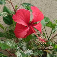 ハイビスカス,庭の花,花のある暮らし,花が好き,お花好きの人と繋がりたいの画像