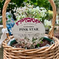 ユーフォルビア　ピンクスター,ガーデニング初心者,ここにしか咲かない花,しあわせ運べるように,チーム千葉✿︎の画像