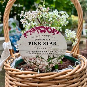 ユーフォルビア　ピンクスター,ガーデニング初心者,ここにしか咲かない花,しあわせ運べるように,チーム千葉✿︎の画像
