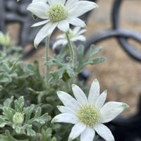 フランネルフラワー,フランネルフラワー 天使のウインク,頑張れ夏越し,煌めきの金曜日,愛の花♡の画像