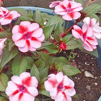 サンパチェンス ピーチキャンディ,花散歩,花のある暮らし,植物のある暮らし,植中毒の画像