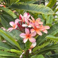 プルメリアの画像