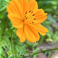 キバナコスモス,キク科,花のある暮らし,緑のある暮らし,公園散策の画像