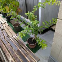 ヤコウボク,夜香木,熱帯植物,沖縄の画像