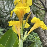 カンナ,庭の画像