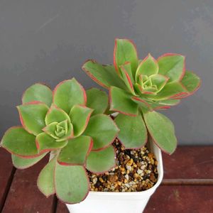 月美人,アエオニウム キウイ,ひよこ星,多肉植物,葉挿しの画像