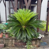 ソテツ,蘇鉄,蘇鉄（そてつ）,狭いベランダ,チラッとだけ公開の画像