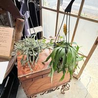 リプサリス,リプサリス･ケレウスクラ,リプサリス ラムローサ,リプサリス バッキフェラ,多肉植物の画像