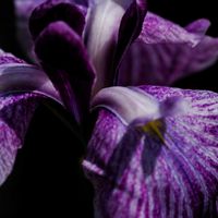 アヤメ,アヤメ,菖蒲,あやめの画像